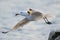 Audouin`s gull taking off above the Mediterranean Sea.