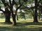 Audubon Park New Orleans oaks at sunset