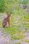 An Audubon`s Cottontail in Mackinac Deerland ST. Ignace, Michigan