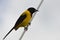 Audubon`s Oriole