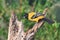 Audubon`s Oriole sitting on log