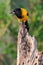 Audubon`s Oriole in vertical photo