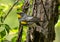 Audubon`s Race of Yellow-rumped Warbler