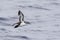 Audubon`s Shearwater, Puffinus lherminieri on the sea