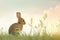 Audubons Cottontail rabbit sits in grass at sunset