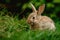 Audubons Cottontail rabbit sitting in grass, gazing at camera