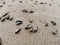 Auger shell, a sea shell on the beach during low tide