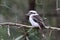 aughing kookaburra (Dacelo novaeguineae) Queensland , Australia