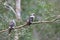 aughing kookaburra (Dacelo novaeguineae) Queensland , Australia
