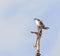 Augur Buzzard