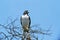 Augur Buzzard, buteo augur, Adult standing on Branch against Blue Sky, Namibia