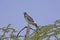 Augur Buzzard, buteo augur, Adult standing on Top of Acacia Tree, Kenya