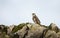 Augur Buzzard perched on a rock