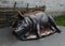 August 19, 2012 - sculptures of heroes of Gogol\'s works near the pond Mirgorod puddle