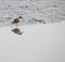 August 2021 a Calidris alpina also known as Pilrito comum having lunch in Cavado River estuary, Fao, Esposende.