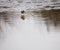 August 2021 a Calidris alpina also known as Pilrito comum having lunch in Cavado River estuary, Fao, Esposende.