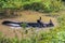 August 27, 2014 - Indian Rhino bathing in Chitwan National Park,