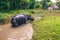 August 27, 2014 - Indian Rhino bathing in Chitwan National Park,