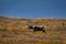 August 27, 2016 - Bull Caribou feeding on tundra in interior of Denali National Park, Alaska