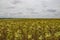 August, agricultural. A dried sunflower field