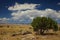 August Desert Tree