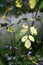 August in the garden, shadows on green leaves