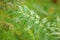 August garden, wet green leaves, close-up, fuzzy background