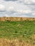 August landscape with grass in the field and sky