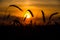 August, silhouettes of wheat against the background of the Golden sun falling over the horizon