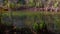 Augusta Canal Trail a calm still river and Fall foliage in the south