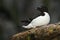 Auks Razorbill, Alca torda, Arctic black and white cute bird sitting on the rock, nature habitat, Iceland. Auks on the rock. Sea