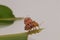 Aulacophora indica Gmelin ,lady bug insect.