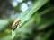 an Aulacophora insect walking on leaves