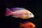 Aulonocara firefish albino juvenile, colourful lake Malawi mbuna, substrate dweller cichlid swim, popular ornamental species