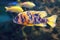 Aulonocara multicolor freshwater fish