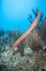 Aulostomus (Trumpetfish) hiding in the corals