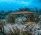 Aulostomus (Trumpetfish) hiding in the corals