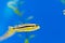 Auratus cichlid Melanochromis auratus golden mbuna aquarium fish