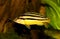 Auratus cichlid Melanochromis auratus golden mbuna aquarium fish isolated