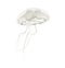 Aurelia aurita also called the common jellyfish against white ba