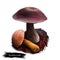 Aureoboletus mirabilis mushroom digital art illustration. Velvet top vegetable with thick steam and colored cap, clipart closeup