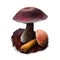 Aureoboletus mirabilis mushroom digital art illustration. Velvet top vegetable with thick steam and colored cap, clipart closeup