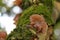 Auricularia auricula, Judae ear mushroom on the elderberry tree