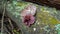 Auricularia auricula-judae grows wild on the tree