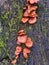 Auricularia auricula-judae, the Jelly Ear Fungus