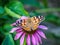 Auriga butterfly on a sun hat