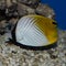 Auriga Butterflyfish