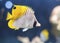 Auriga Butterflyfish (Chaetodon auriga)
