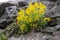 Aurinia saxatilis Common names -  basket of gold, goldentuft alyssum, golden alyssum