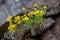 Aurinia saxatilis Common names -  basket of gold, goldentuft alyssum, golden alyssum